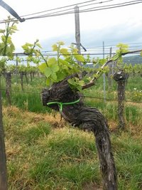 Weingut Erich Braun & Söhne