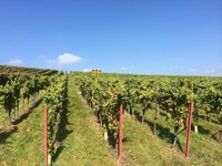Weingut Erich Braun & Söhne