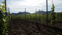 Gästehaus Weingut Bourdy
