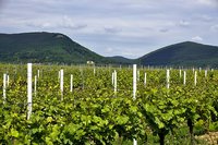 Weingut Klaus Habermehl
